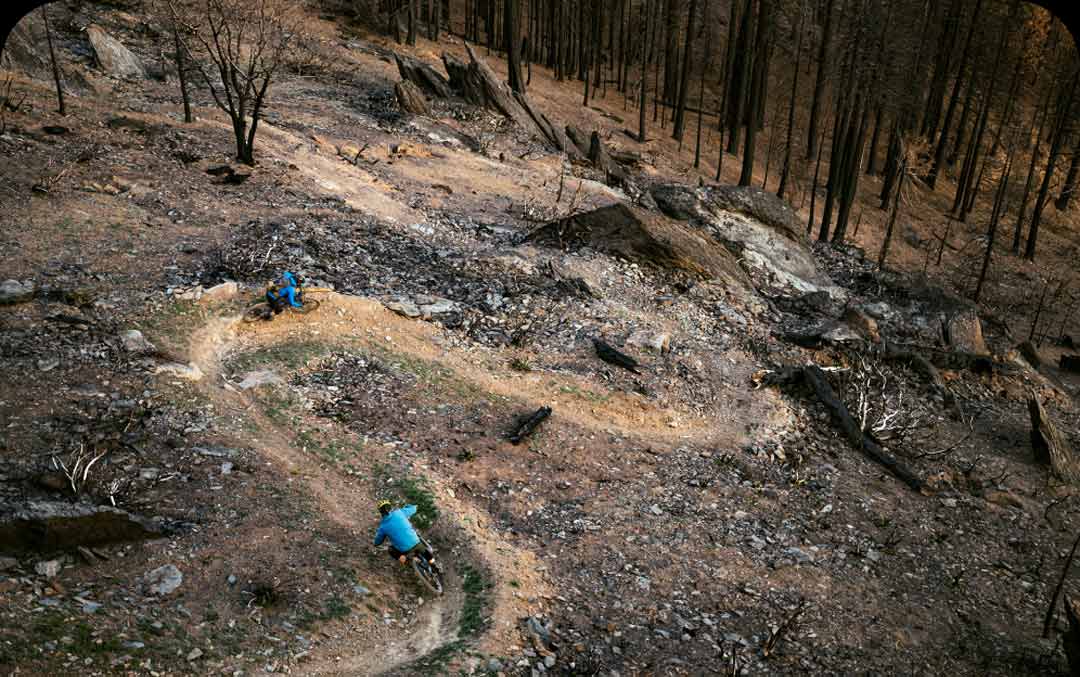 Two people riding bikes through a recently burned forest.