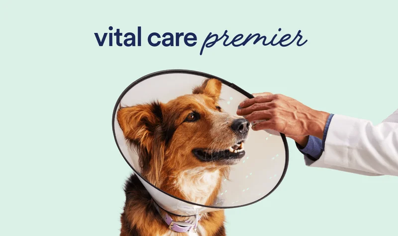 vital care premier