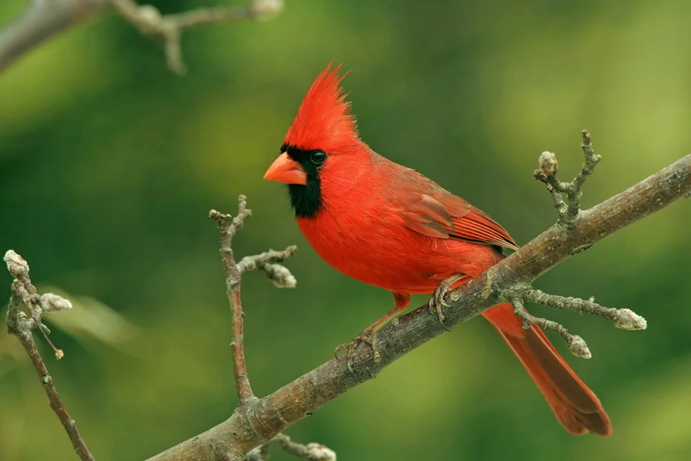 A cardinal perched on a small tree branch