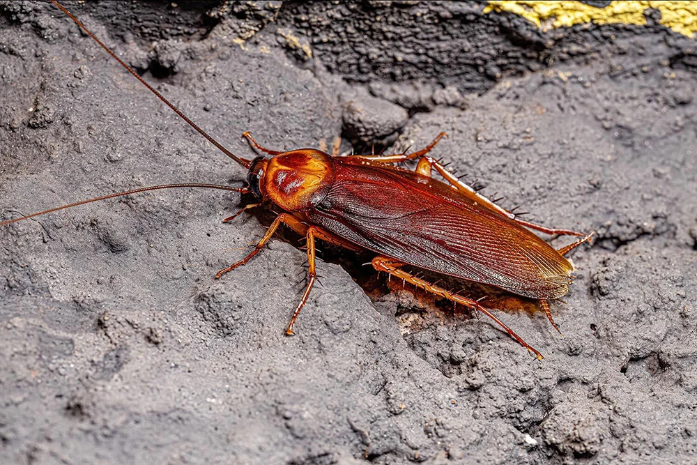 A cockroach crawling on a rock