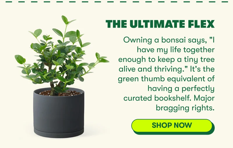 The Ultimate Flex  Owning a bonsai says, "I have my life together enough to keep a tiny tree alive and thriving." It's the green thumb equivalent of having a perfectly curated bookshelf. Major bragging rights. [SHOP NOW]