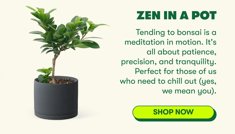 Zen in a Pot  Tending to bonsai is a meditation in motion. It's all about patience, precision, and tranquility. Perfect for those of us who need to chill out (yes, we mean you).  [SHOP NOW]