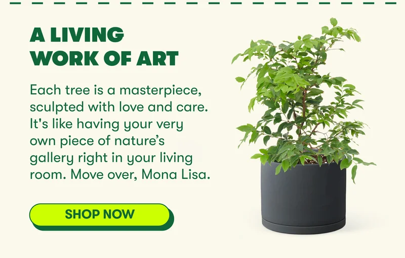 A Living Work of Art Each tree is a masterpiece, sculpted with love and care. It's like having your very own piece of nature’s gallery right in your living room. Move over, Mona Lisa. [SHOP NOW]