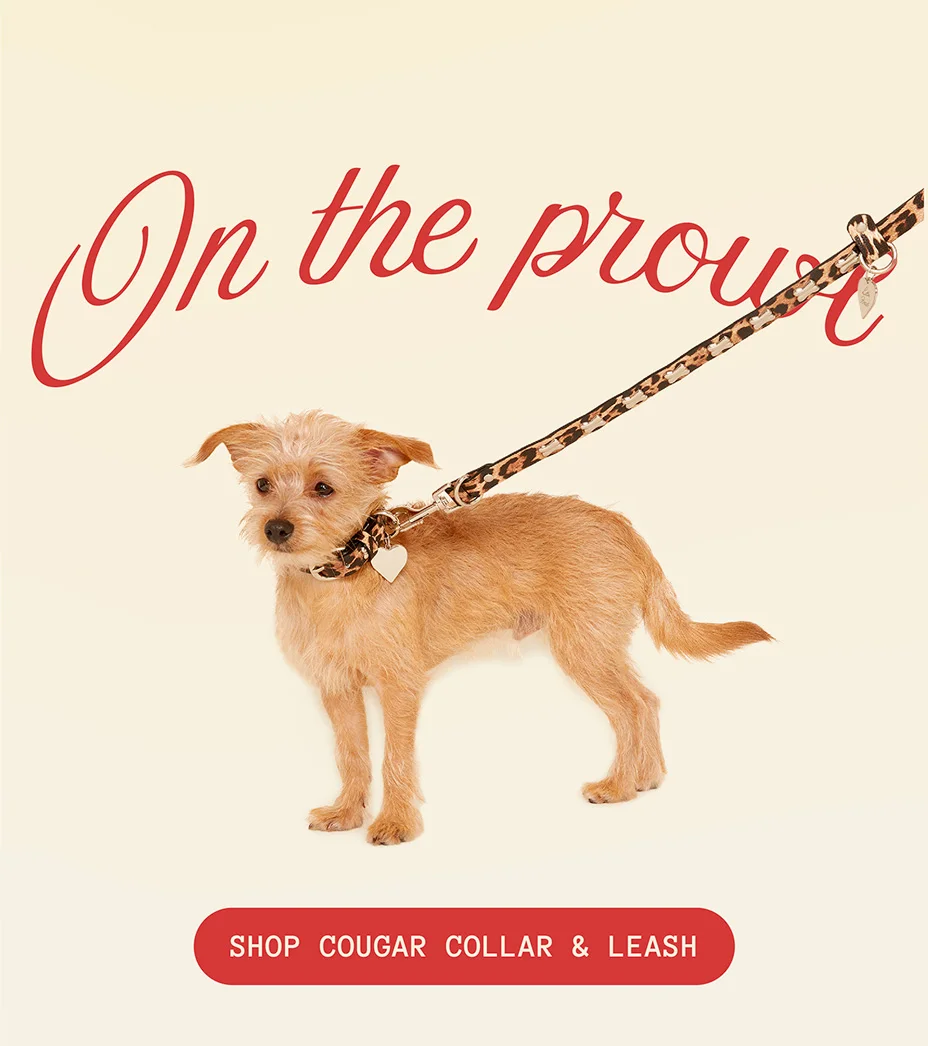 SHOP COUGAR COLLAR AND LEASH