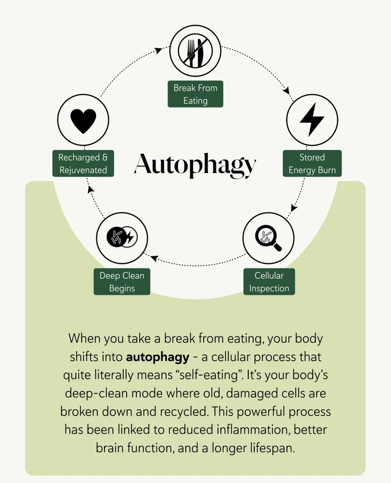 When you take a break from eating, your body shifts into autophagy – a cellular process that quite literally means “self-eating”. It’s your body’s deep-clean mode where old, damaged cells are broken down and recycled. This powerful process has been linked to reduced inflammation, better brain function, and a longer lifespan.