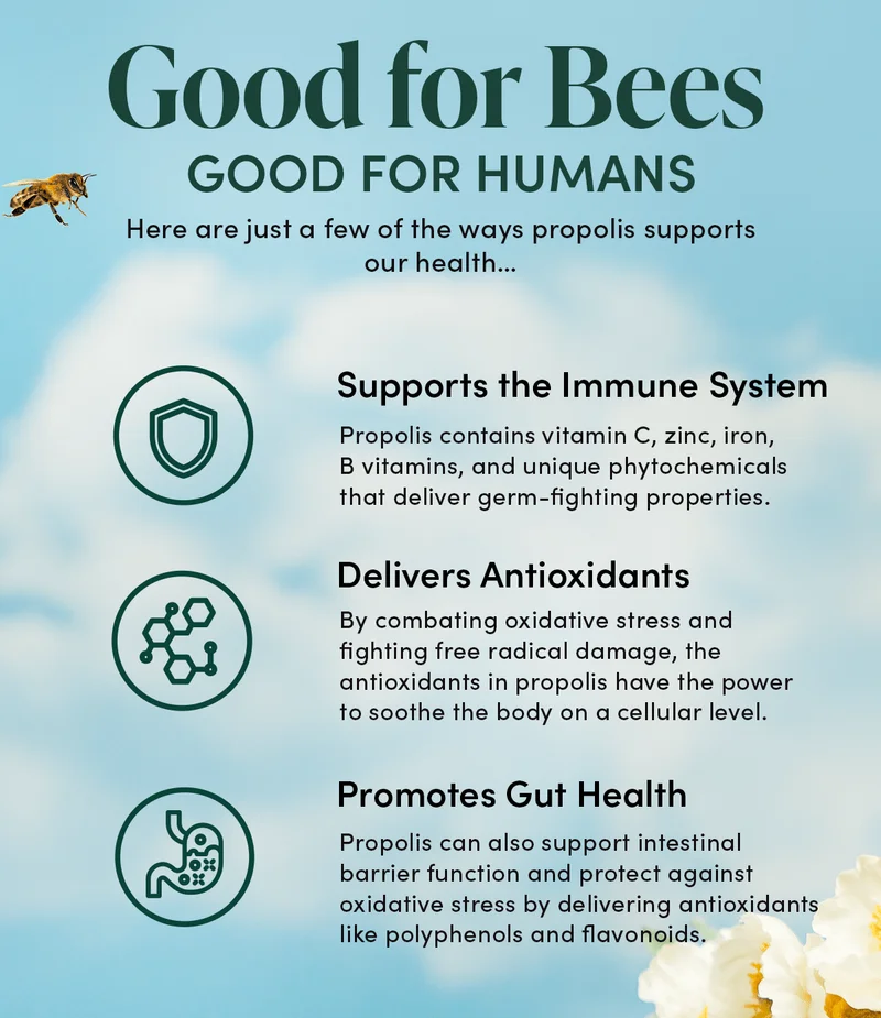 Good for Bees, Good for Humans     Here are just a few of the ways propolis supports our health…           Supports the Immune System       Propolis contains vitamin C, zinc, iron, B vitamins, and unique phytochemicals that deliver germ-fighting properties.    Delivers Antioxidants   By combating oxidative stress and fighting free radical damage, the antioxidants in propolis have the power to soothe the body on a cellular level.                Promotes Gut Health       Propolis may support a more balanced microbiome, thanks to a polyphenol called CAPE. It also may improve the intestinal lining and fight leaky gut.