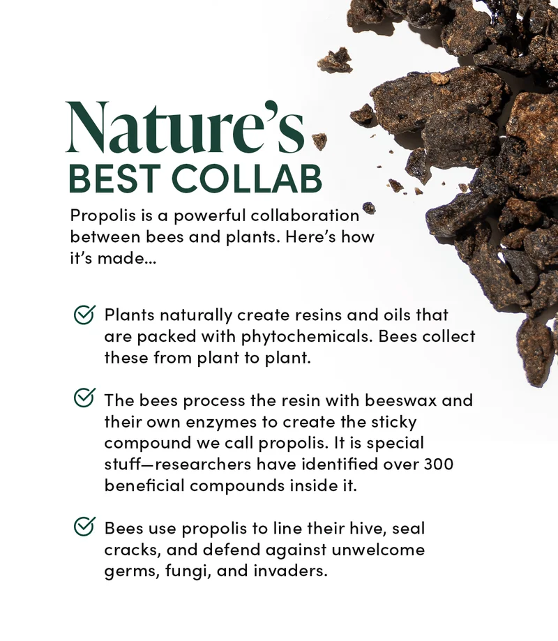 Nature’s Best Collab          Propolis is a powerful collaboration between bees and plants. Here’s how it’s made…      Plants naturally create resins and oils that are packed with phytochemicals. Bees collect these from plant to plant.       The bees process the resin with beeswax and their own enzymes to create the sticky compound we call propolis. It is special stuff—researchers have identified over 300 beneficial compounds inside it.             Bees use propolis to line their hive, seal cracks, and defend against unwelcome germs, fungi, and invaders.