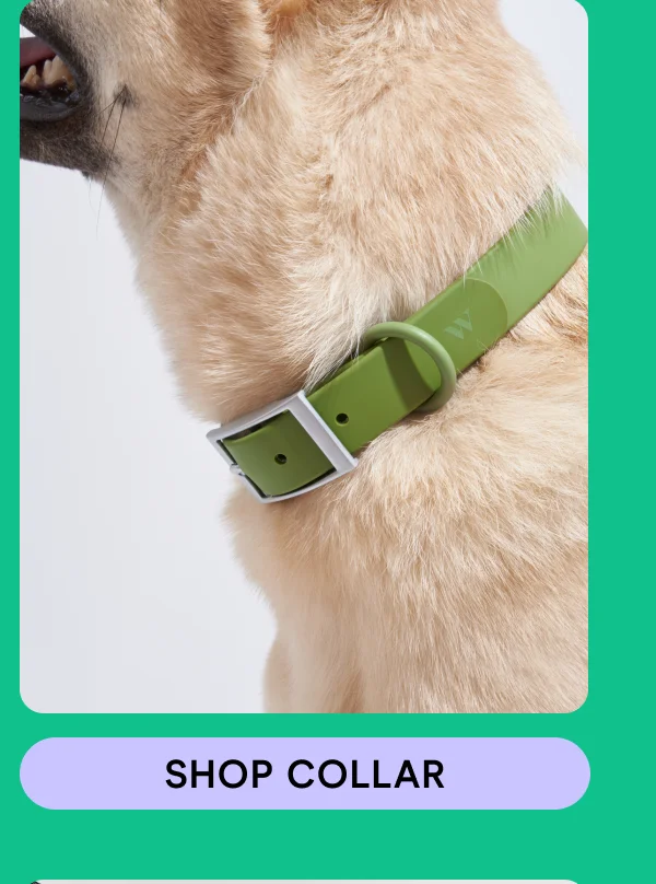 Shop Collar