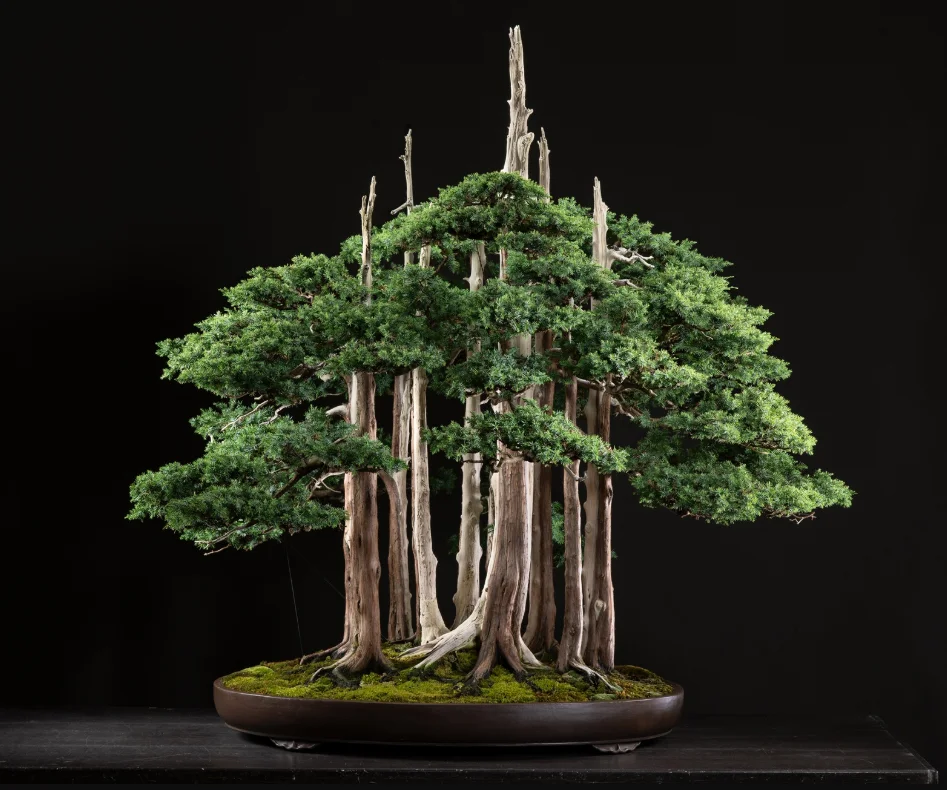 An extraordinary bonsai ‘forest’ created more than seven decades ago is not on display