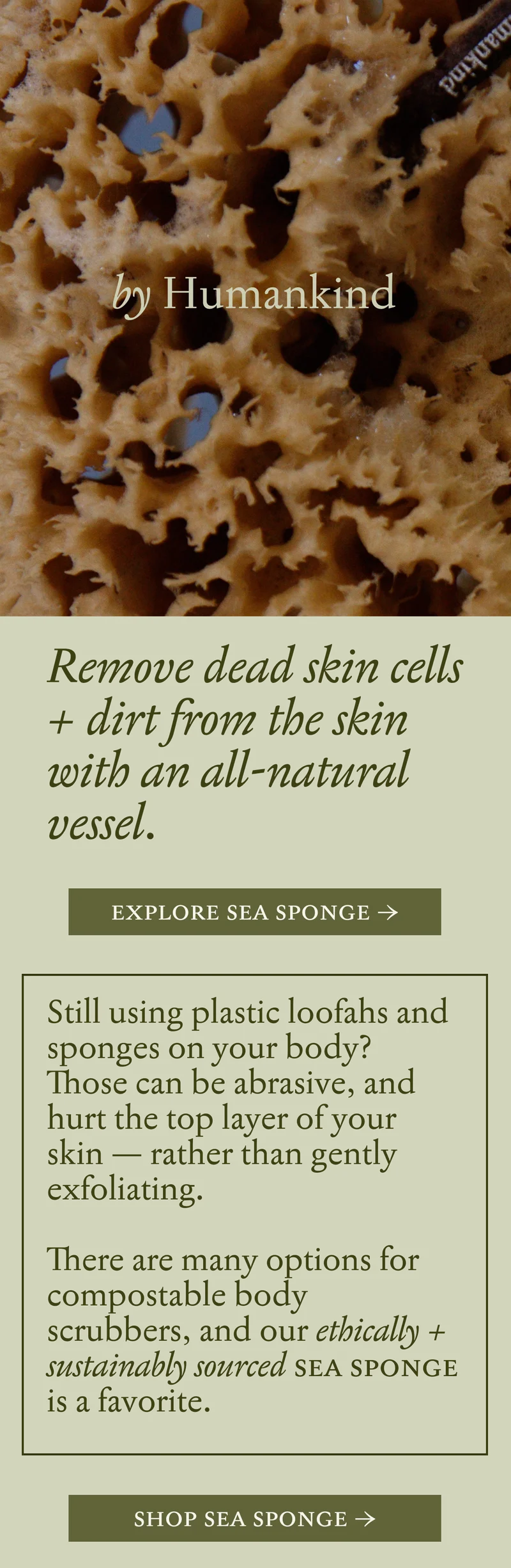 Sea Sponge