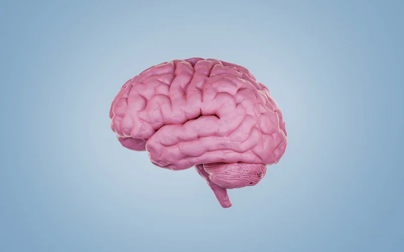An illustration of a brain