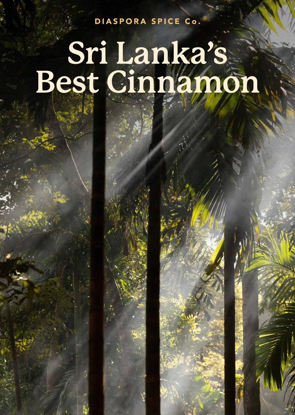 Sri Lanka’s Best Cinnamon