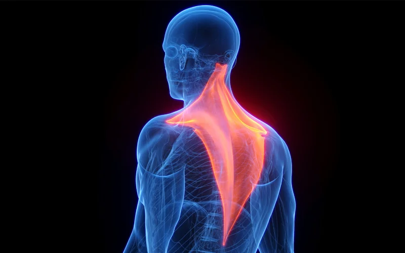 The trapezius muscle is shown in red in this computer illustration.