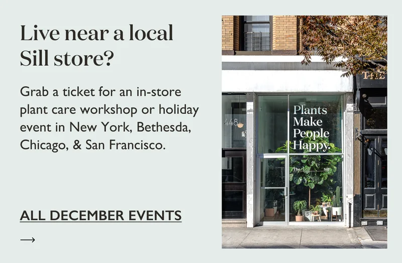 Live near a local Sill store? Grab a ticket for an in-store plant care workshop or holiday event in NYC, Bethesda, Chicago, and SF.