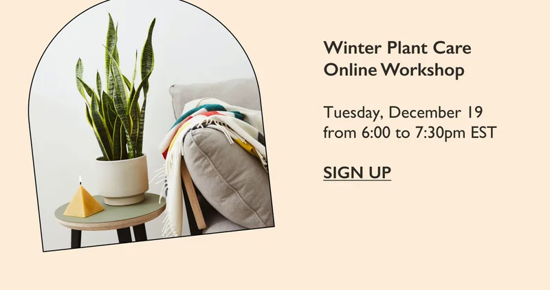 Free Online Workshop: Winter Plant Care
