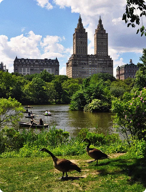 Image Description: Boats on a lake in Central Park with geese at the forefront