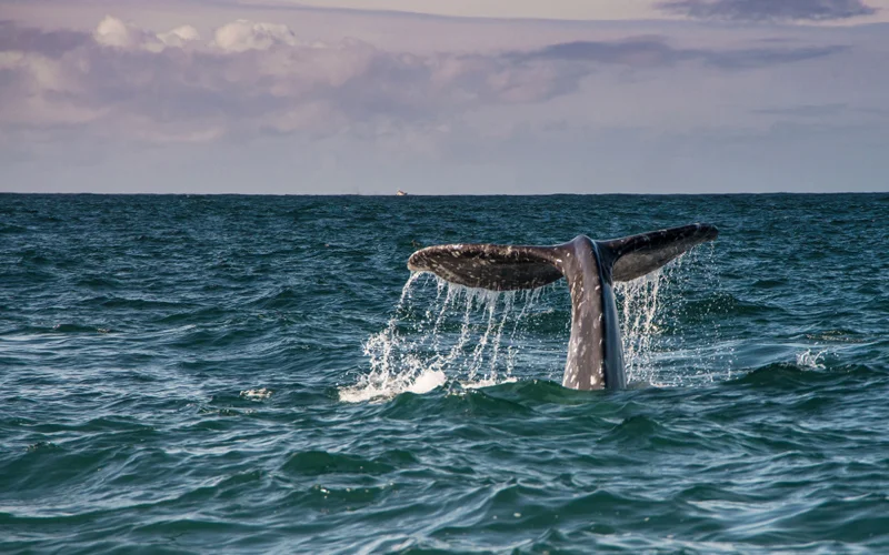 An adult gray whale swims near the coast of Oregon.