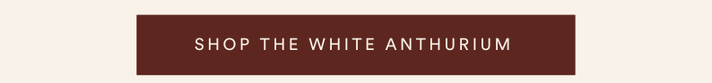 shop the white anthurium