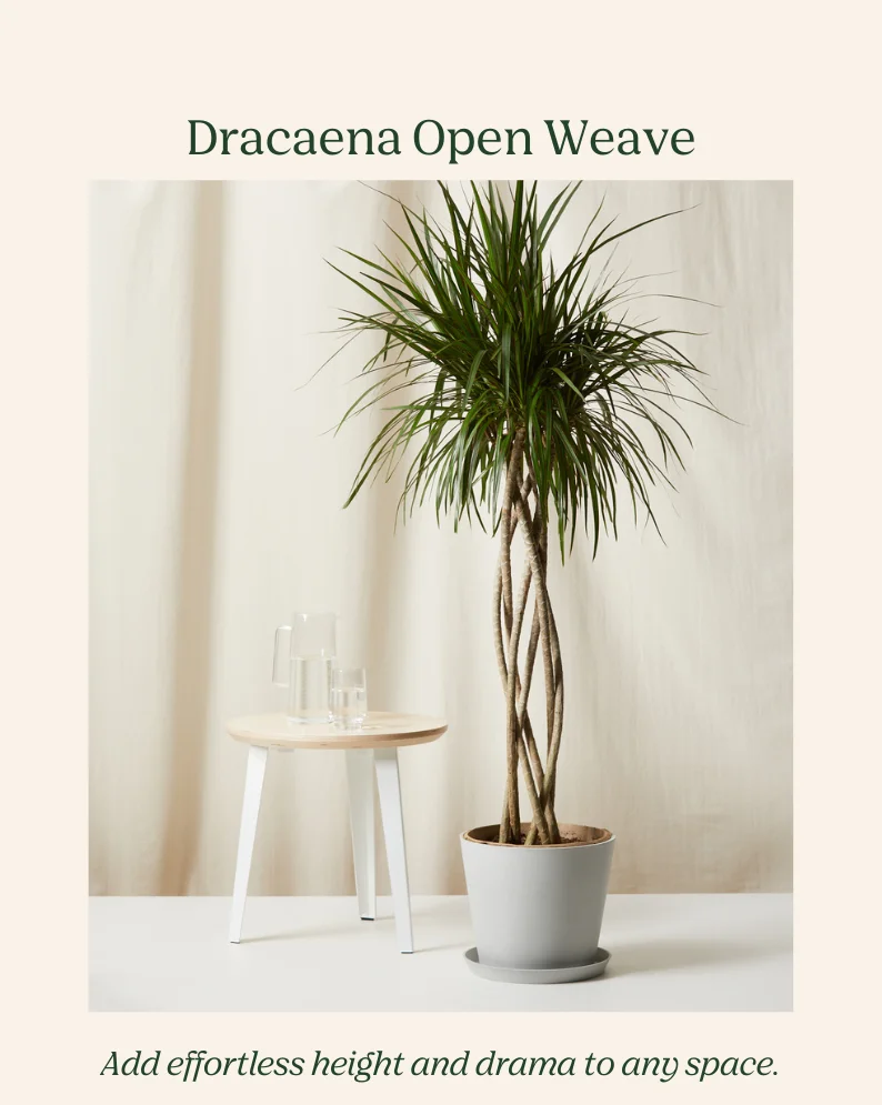 add effortless height and drama to any space