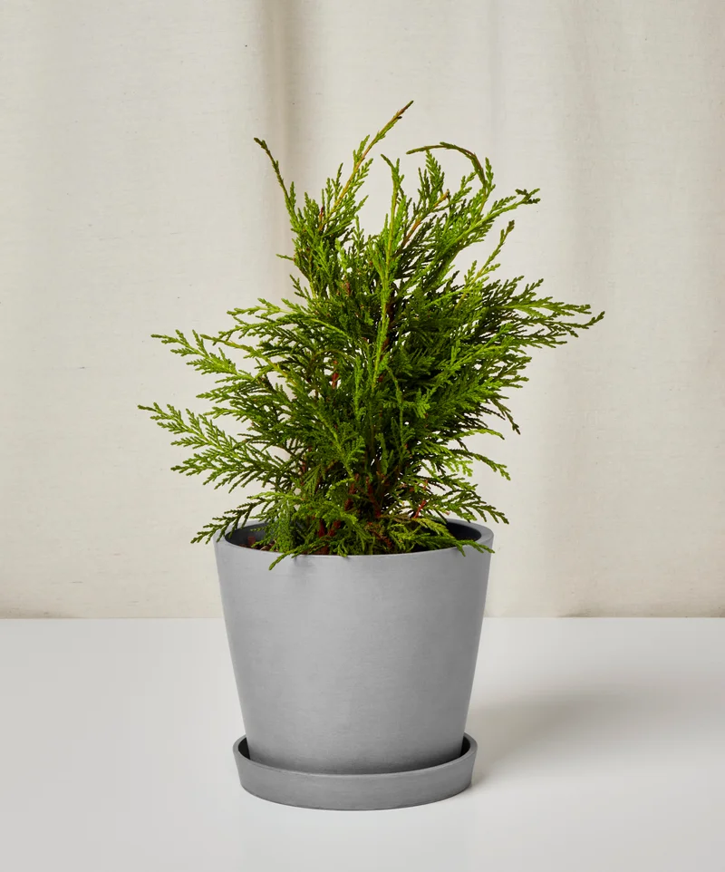 Image of Leyland Cypress