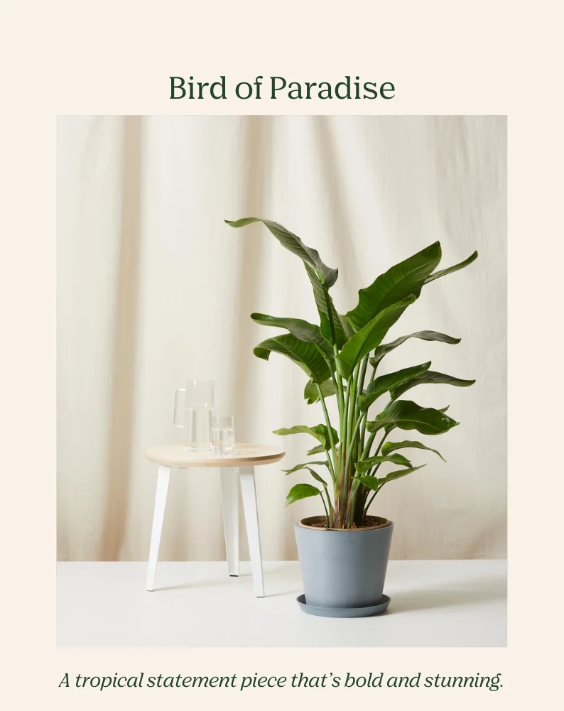 a tropical statement piece that's bold and stunning
