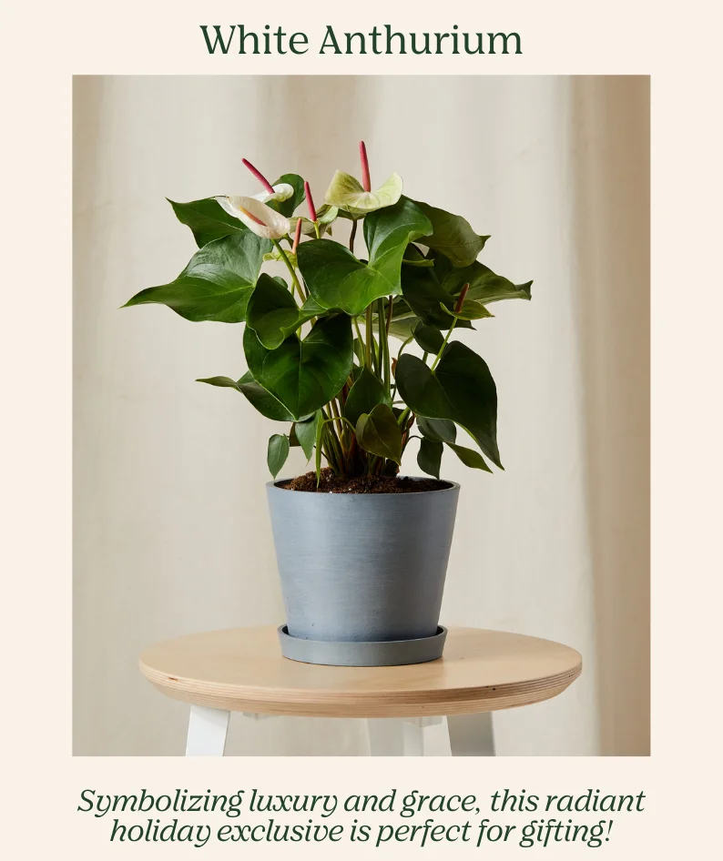 symbolizing luxury and grace, this holiday exclusive is perfect for gifting