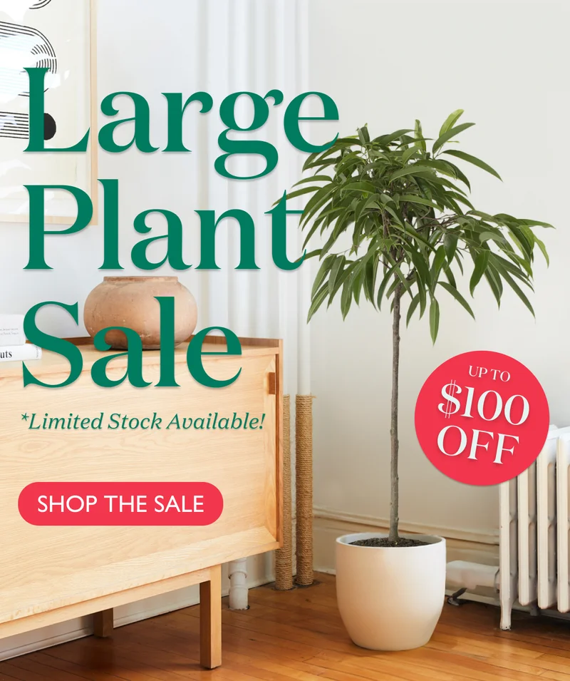 LARGE PLANT SALE: UP TO $100 OFF