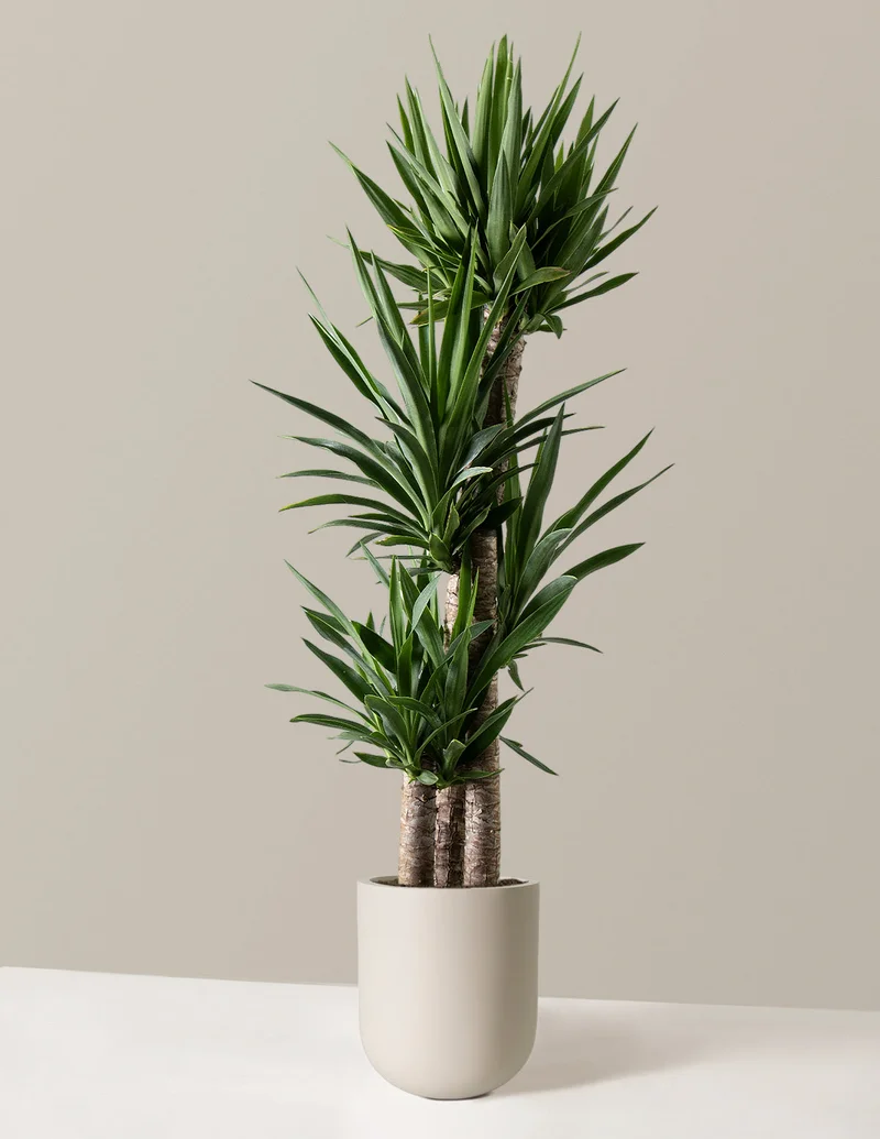 Image of Large Yucca Plant