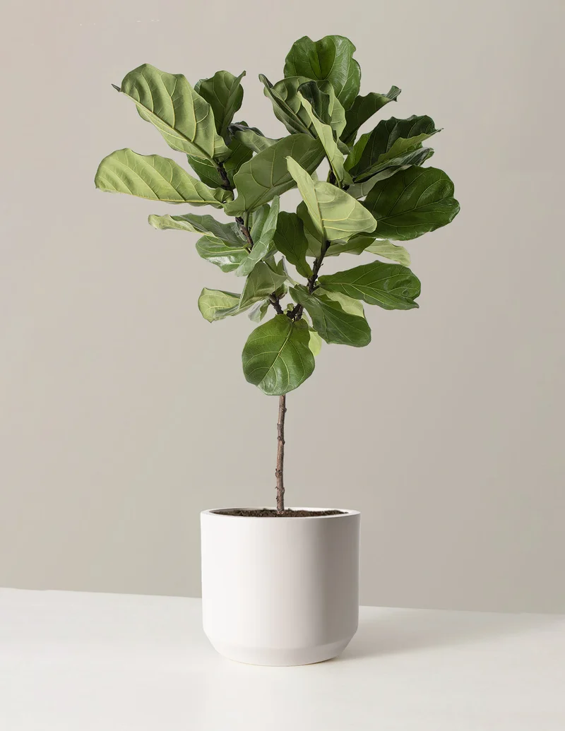 Image of Fiddle Leaf Fig