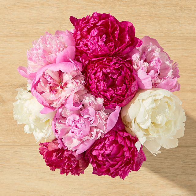 FARMER'S CHOICE PEONIES