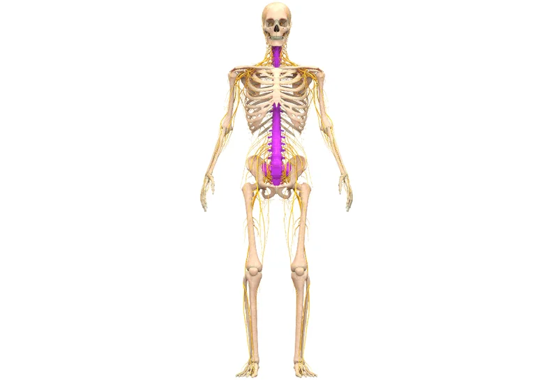 An image of a skeleton