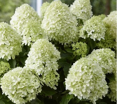 Roberta's 1-Piece Polar Bear Hydrangea Live Plant