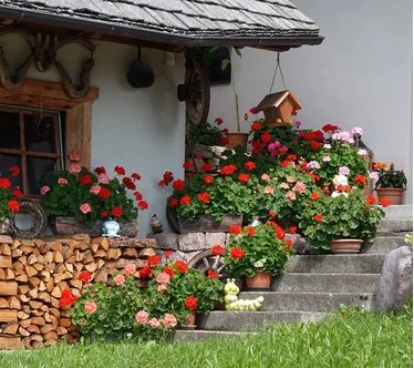 Roberta's 6pc Big Ezee Geranium Live Plant