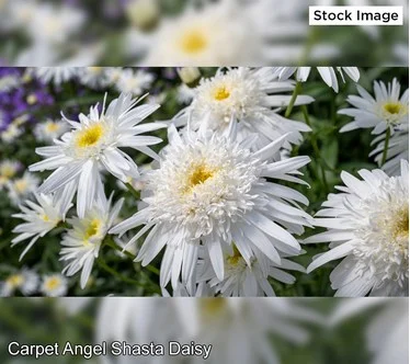 Cottage Farms 3-Piece Carpet Angel Shasta Daisies Live Plants