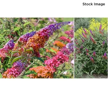 Cottage Farms 3-Piece Rainbow Butterfly Bush Live Plants