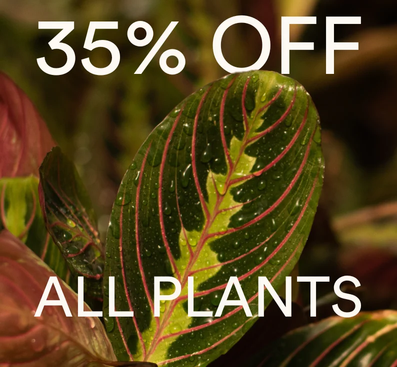 shop all plants with code VIPBLACKFRIDAY
