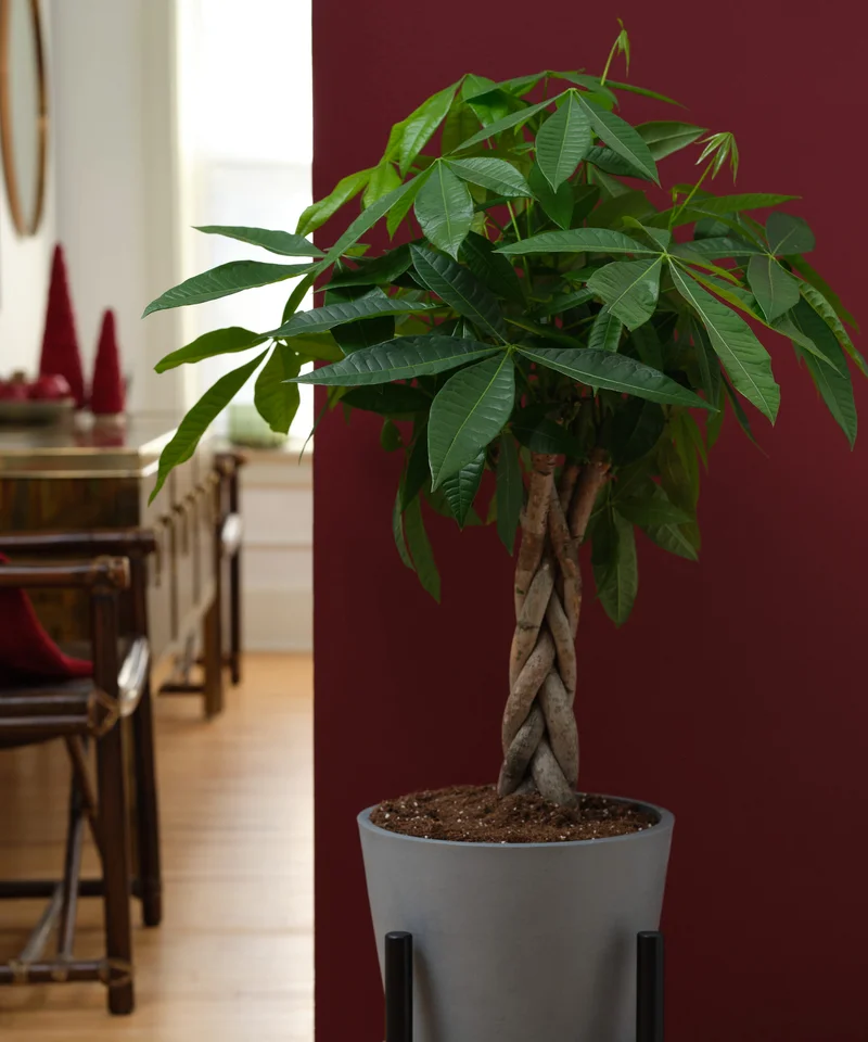 Image of Money Tree