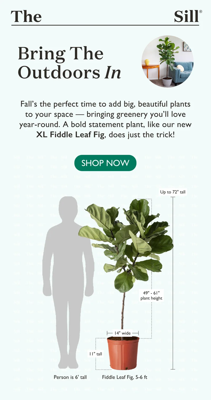 Shop Statement Plant: Extra Large Fiddle Leaf Fig Tree