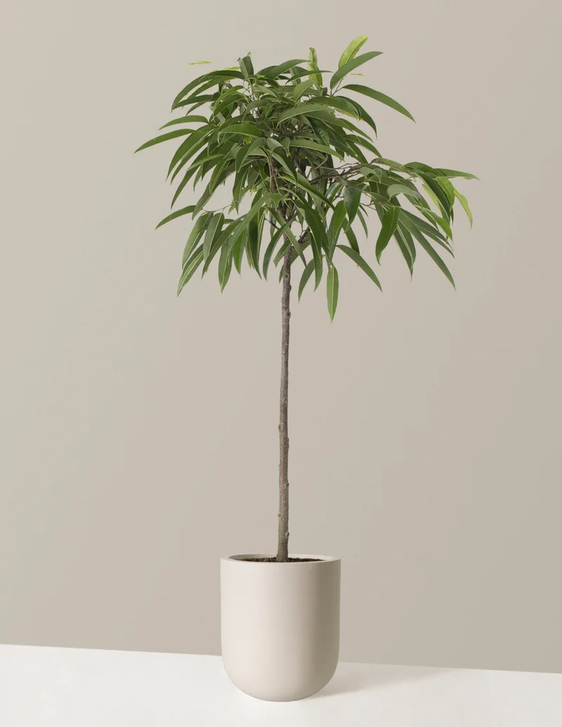 Image of Large Ficus Alii