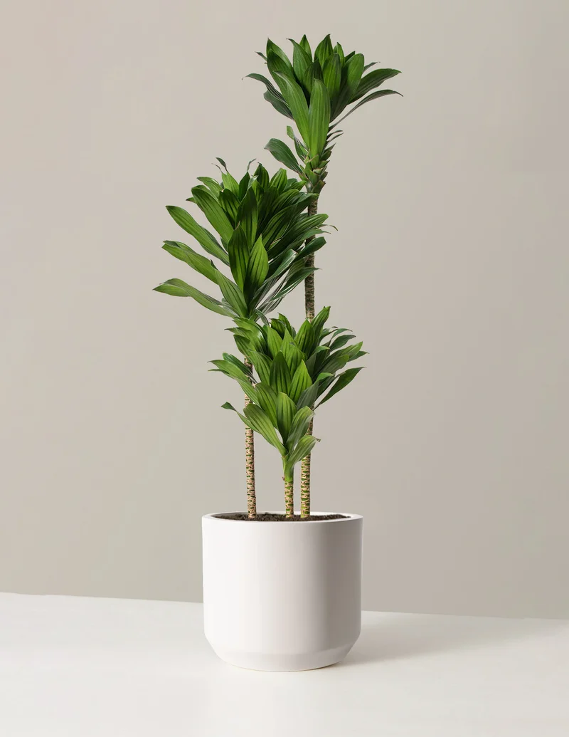 Image of Large Dracaena Compacta