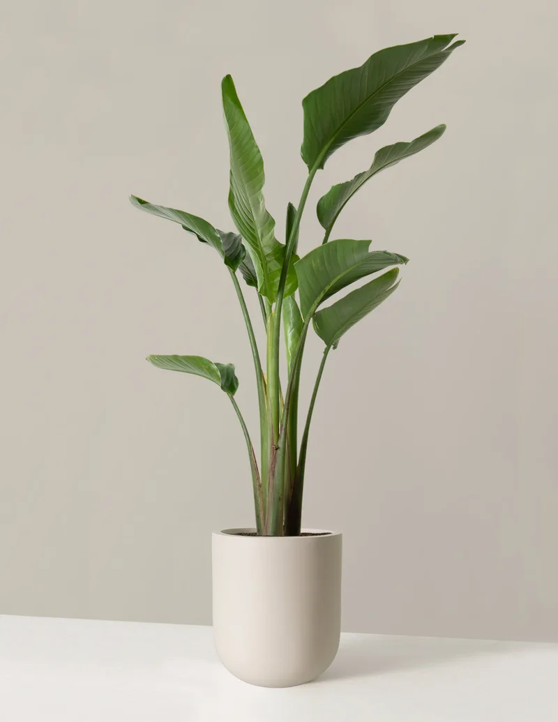 Image of Large Bird of Paradise