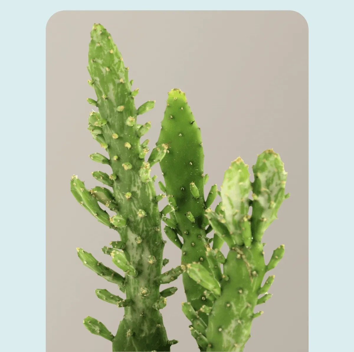 Prickly Pear Cactus