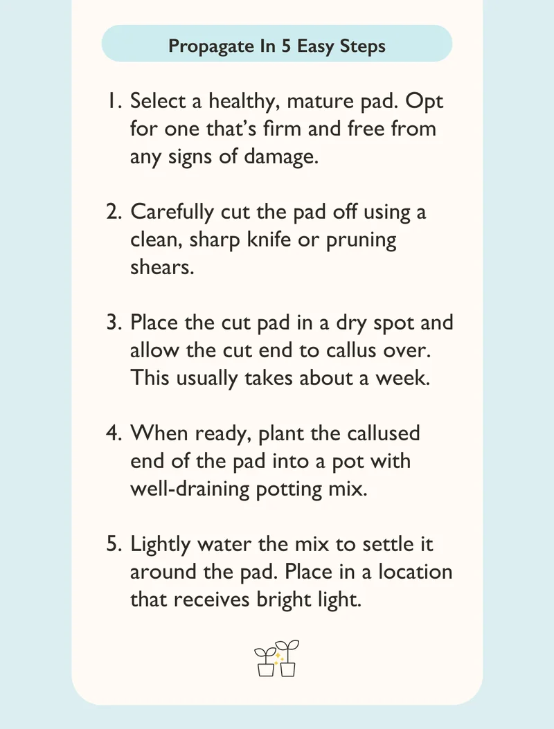 Propagate In 5 Easy Steps