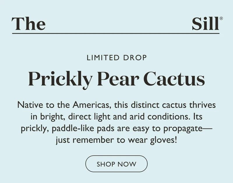 LIMITED DROP: Prickly Pear Cactus - Shop Now!