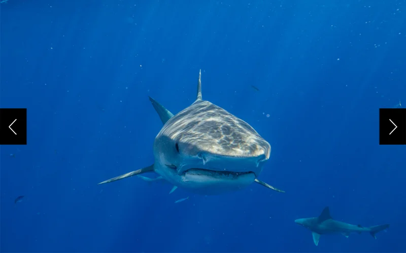A tiger shark in the waters off Oahu Island, Hawaii.