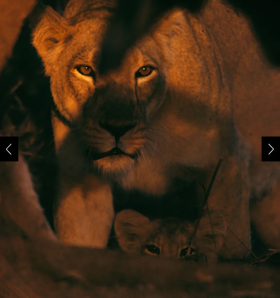A mother lioness and her cub crouch in the shadows
