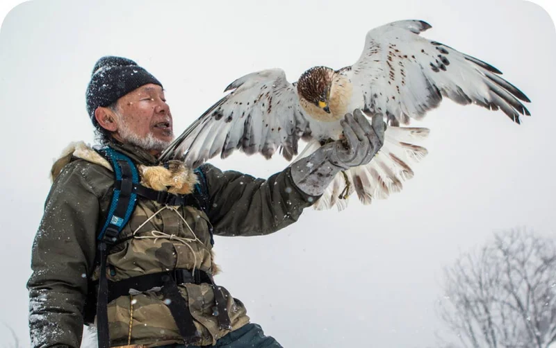 A person with a hawk, open wings, sitting on their gloved hand.
