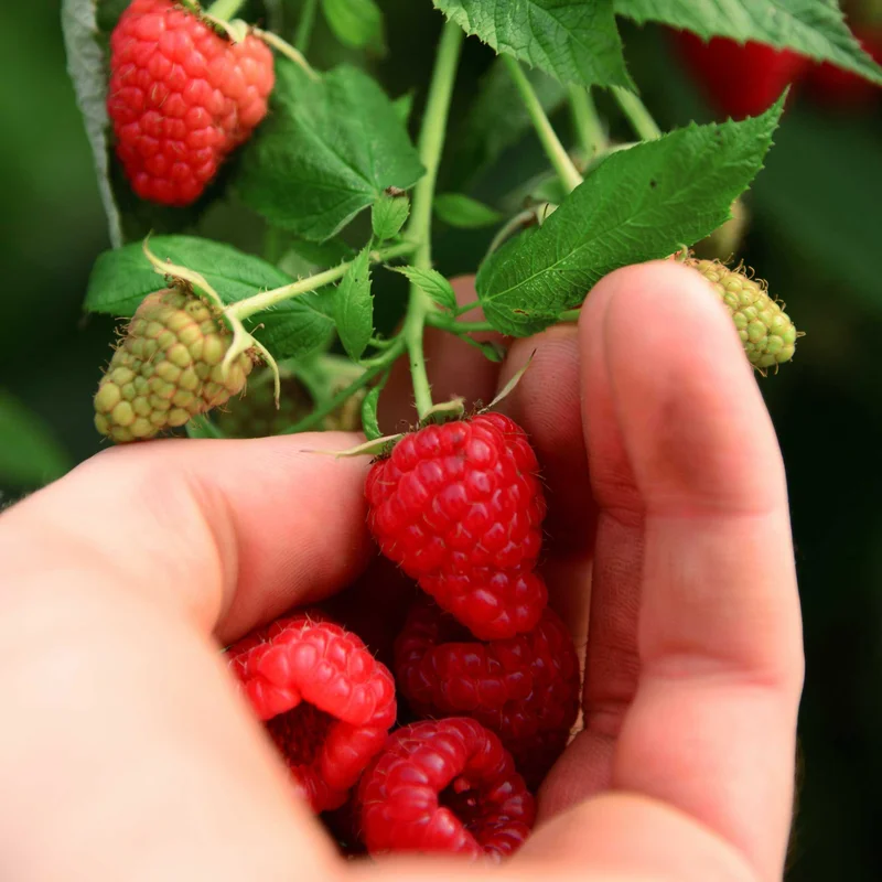 Image of Heritage Raspberry