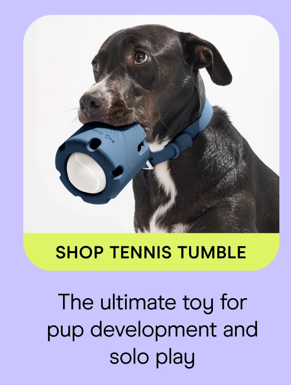 SHOP TENNIS TUMBLE The ultimate toy for pup development and solo play