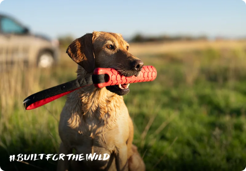 Built For The Wild